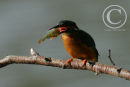 Kingfisher with a small perch in it's beak.